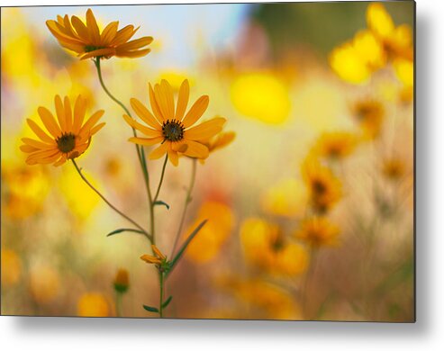 Wildflowers Metal Print featuring the photograph Dance by Joel Olives
