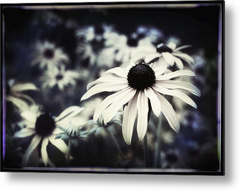 Floral Metal Print featuring the photograph Dance of the Daisies by Darlene Kwiatkowski