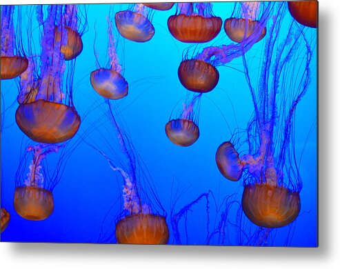 Jellyfish Metal Print featuring the photograph Dance of the Jellyfish by Spencer Hughes