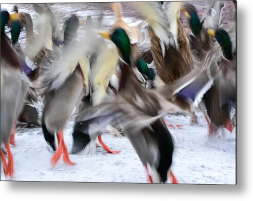 Mallards Metal Print featuring the photograph Dancing Ducks by Holden The Moment