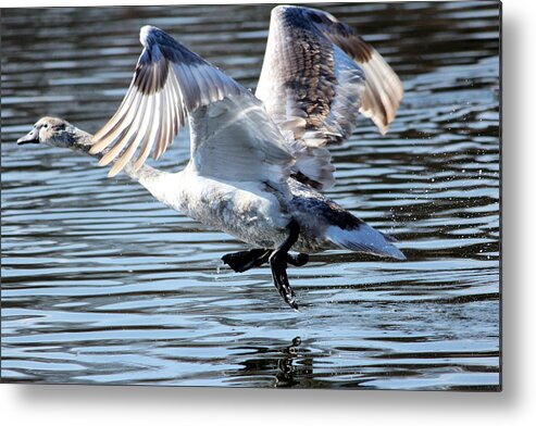 Swan Metal Print featuring the photograph Dancing Swan by Heike Hultsch