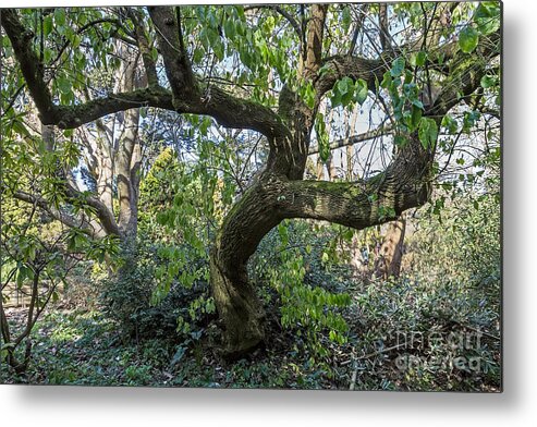 Botanical Garden Metal Print featuring the photograph Dancing Tree by Kate Brown
