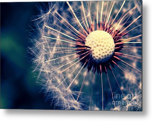 Dandelions Metal Print featuring the photograph Dandelion 2 by Amanda Mohler