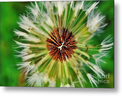 Dandelion Macro Metal Print featuring the photograph Dandelion Dreams by Peggy Franz