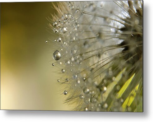 Fragility Metal Print featuring the photograph Dandelion Macro by Stock colors