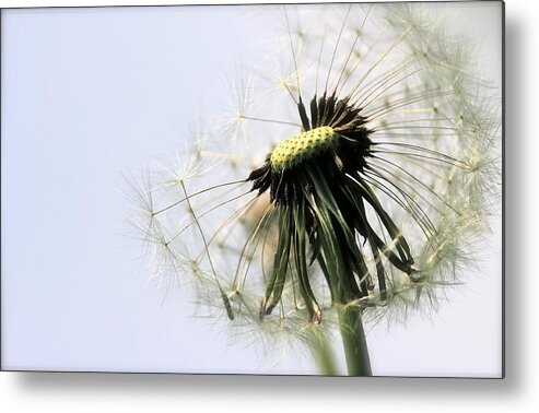 Nature Metal Print featuring the photograph Dandelion Puff by Tracy Male