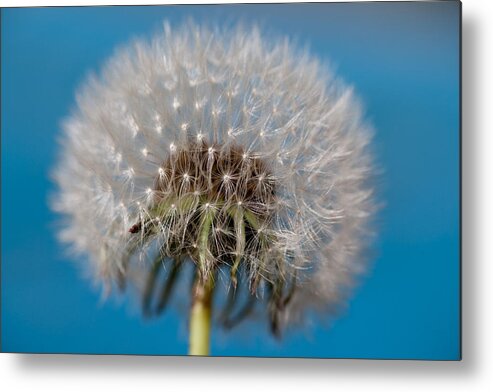 Blue Metal Print featuring the photograph Dandy Lion by Carole Hinding