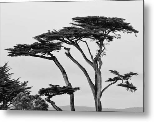 2012 Metal Print featuring the photograph Dark Cypress by Melinda Ledsome