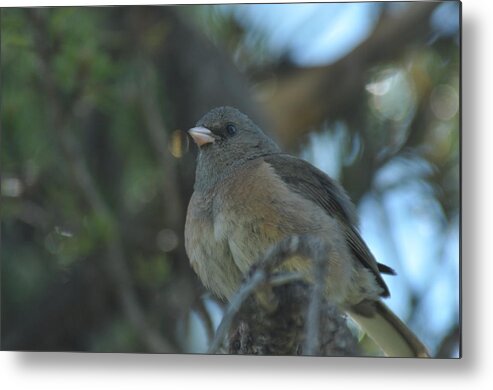 Darke-eyed Junco Metal Print featuring the photograph Dark-eyed Junco by Frank Madia