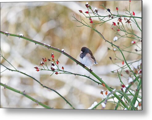 Adult Metal Print featuring the photograph Dark-eyed Junco by Michael Russell