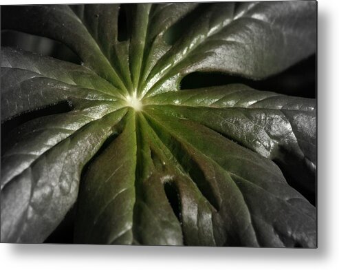 Leaf Metal Print featuring the photograph Dark Leaf by Henry Kowalski