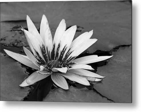 Beautiful Metal Print featuring the photograph Dark Throated Beauty II by Dawn Currie