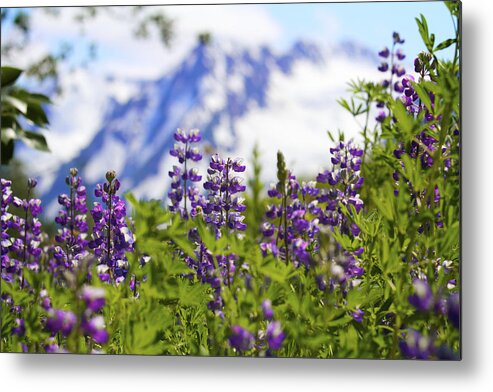 Chugach Metal Print featuring the photograph Day Dream by Scott Slone