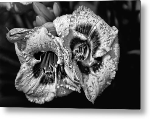 Flower Photography Metal Print featuring the photograph Day Lillies by Ben Shields