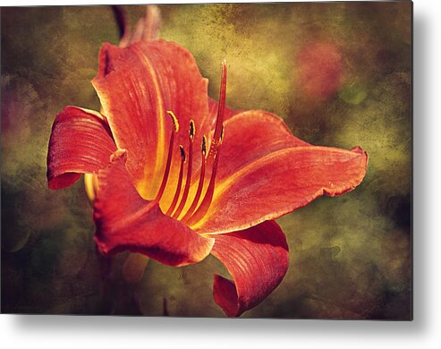 Summer Metal Print featuring the photograph Daylily by Maria Angelica Maira