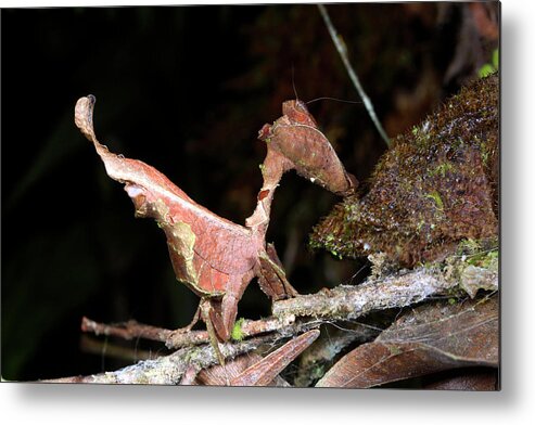 Dead-leaf Mantis Metal Print featuring the photograph Dead-leaf Mantis by Dr Morley Read/science Photo Library