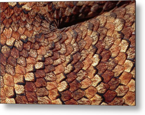 00511539 Metal Print featuring the photograph Death Adder Scales by Michael and Patricia Fogden