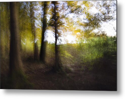 Feb0514 Metal Print featuring the photograph Deciduous Forest Bavaria Germany by Konrad Wothe
