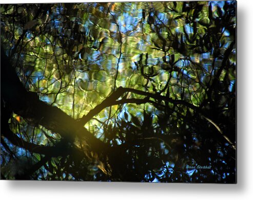 Abstract Metal Print featuring the photograph Deep Forest Light by Donna Blackhall