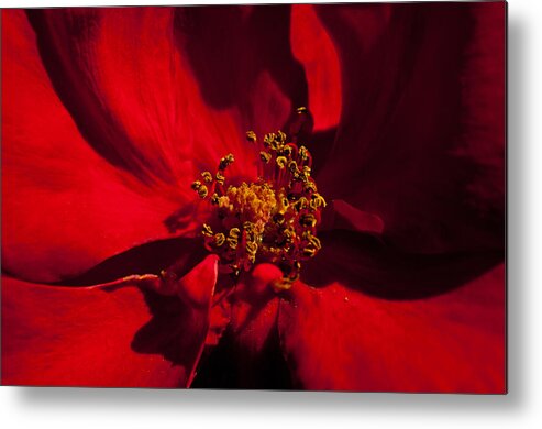 Deep Red Metal Print featuring the photograph Deep Red by Tikvah's Hope