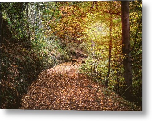 Animal Themes Metal Print featuring the photograph Deer In The Autumn Forest by Deimagine