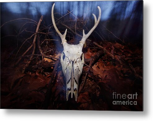 Deer Skull Metal Print featuring the photograph Deer skull by Jonathan Welch