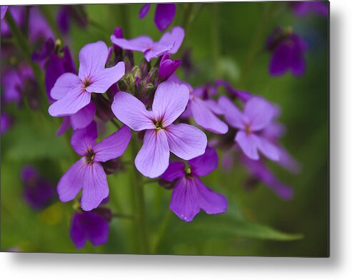 Blooms Metal Print featuring the photograph Delicate Blooms by Marisa Geraghty Photography