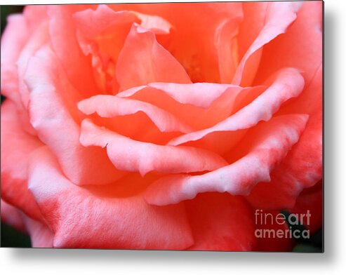 Pink Metal Print featuring the photograph Delicate Pink Petals by Jayne Carney