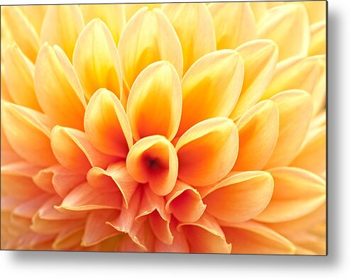 Dahlias Metal Print featuring the photograph Demure by Marilyn Cornwell