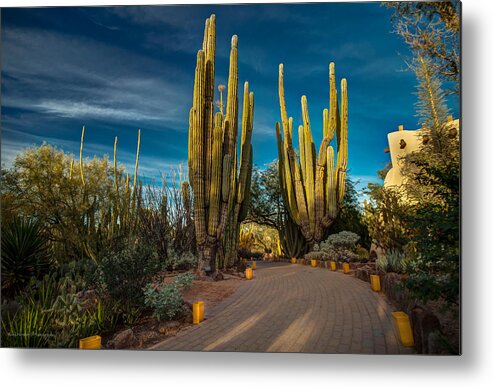 Hdr Metal Print featuring the photograph Desert Garden Evening by Ross Henton