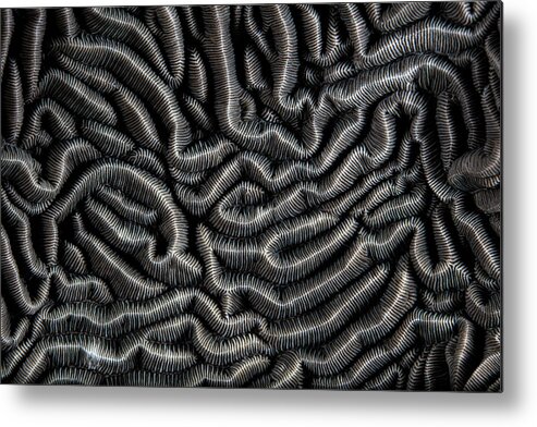 Underwater Metal Print featuring the photograph Detail Of A Beautiful Reef-building by Ethan Daniels/stocktrek Images