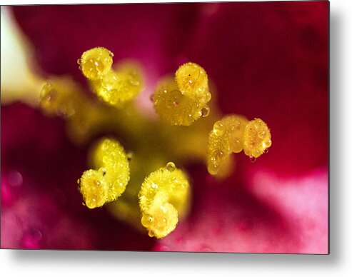 Color Metal Print featuring the photograph Detail of begonia flower by Arkady Kunysz