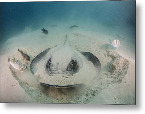 Pete Oxford Metal Print featuring the photograph Diamond Stingray Digging In Sand by Pete Oxford