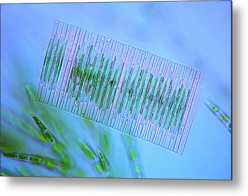 Darkfield Illuminated Metal Print featuring the photograph Diatoms And Green Algae by Marek Mis