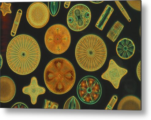 Diatom Metal Print featuring the photograph Diatoms by Charles Gellis