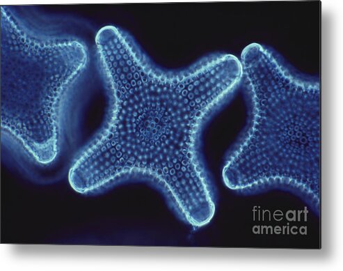 Diatom Metal Print featuring the photograph Diatoms by Dr. Cecil H. Fox