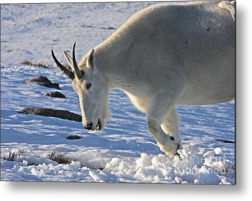 Mountain Goat Metal Print featuring the photograph Digging for Dinner by Jim Garrison
