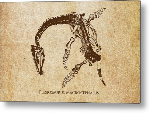 Plesiosauria Metal Print featuring the digital art Dinosaur Plesiosaurus Macrocephalus by Aged Pixel
