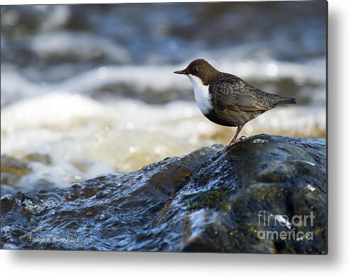 Dipper Profile Metal Print featuring the photograph Dipper Profile by Torbjorn Swenelius