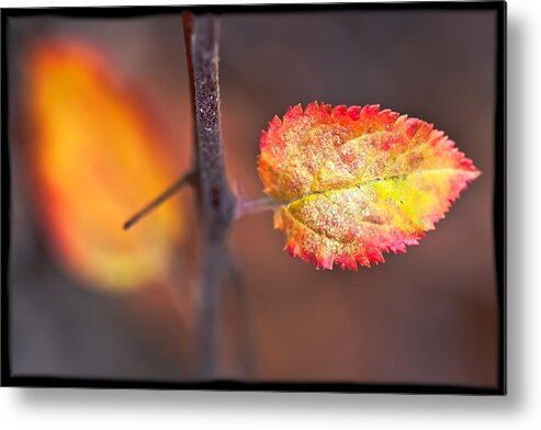 Fall Metal Print featuring the photograph Distinctive by Jonathan Nguyen