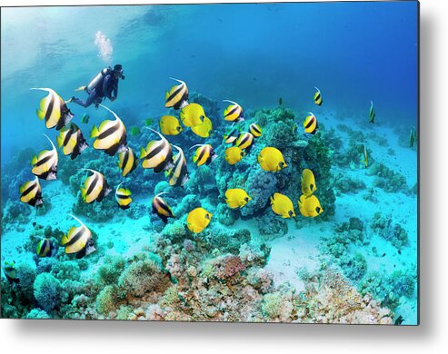 People Metal Print featuring the photograph Diver With Shoals Of Butterflyfish by Georgette Douwma