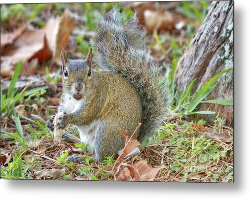 Squirrel Metal Print featuring the photograph Do I Have Any On My Face by Deborah Benoit