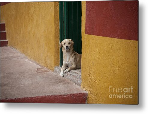 Guanajuato Metal Print featuring the photograph Dog In Colorful Mexican City by John Shaw