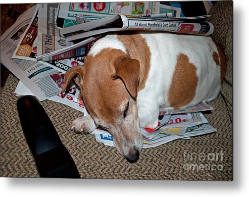 Dog Metal Print featuring the photograph Dog Nap by Gwyn Newcombe