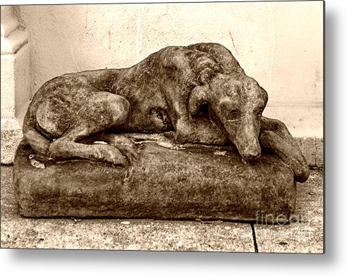 Dog Metal Print featuring the photograph Dog Sculpture by John Harmon