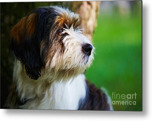 Staring Metal Print featuring the photograph Dog sitting next to a tree by Nick Biemans