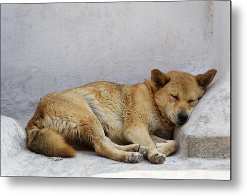 Dog Metal Print featuring the photograph Dog sleeping by Dutourdumonde Photography