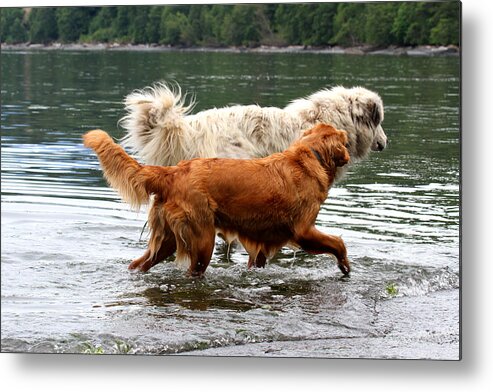 Dogs Metal Print featuring the photograph Dogs At Play - Best Friends by Marie Jamieson