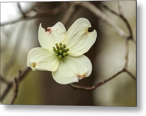 Flower Metal Print featuring the photograph Dogwood by Jimmy McDonald