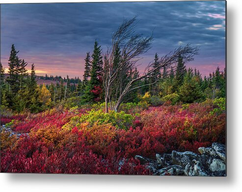 Dolly Sods Metal Print featuring the photograph Dolly Sods Windswept Sunset by Mary Almond